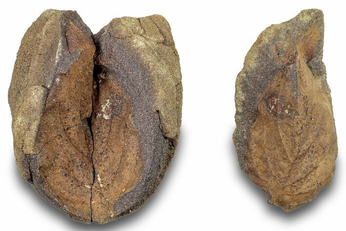 Fossil Leaf (Rhamnus?) Pos/Neg - Hell Creek Formation #253034
